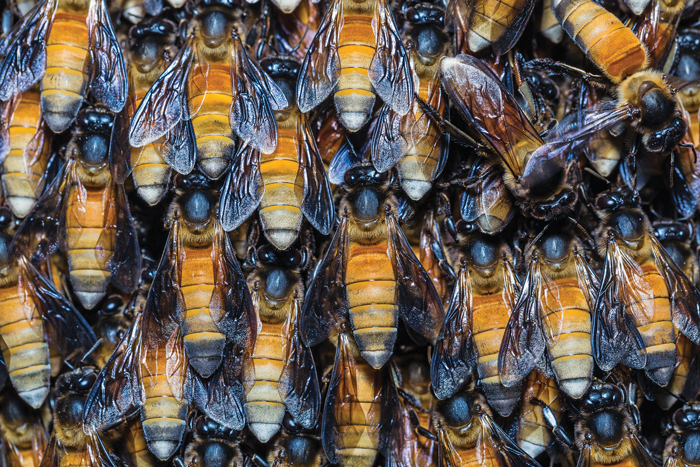 giant-honey-bee-shimmering